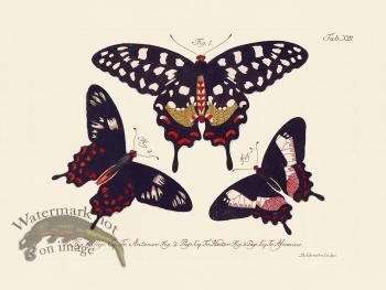 Jablonsky Butterfly 013